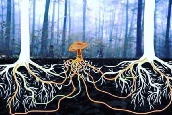 کیا آپ جانتے ہیں کہ (Mycelium)کیا ہے؟